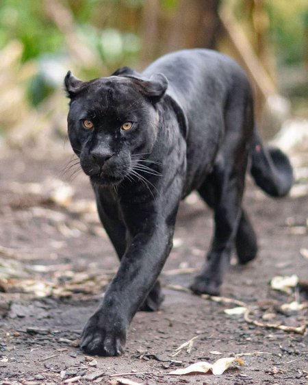 Ягуар меланист