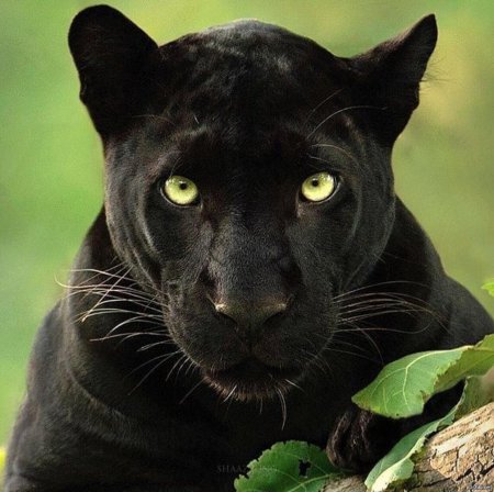 Пума черная и пантера