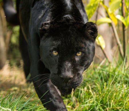 Гепард меланист