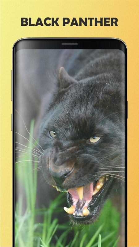 Оскал пантеры