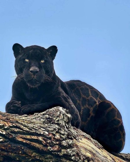 Черный ягуар животное