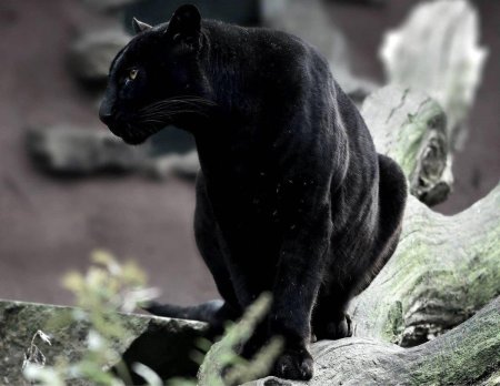 Ягуар меланист