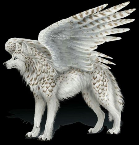 Симуран крылатый волк