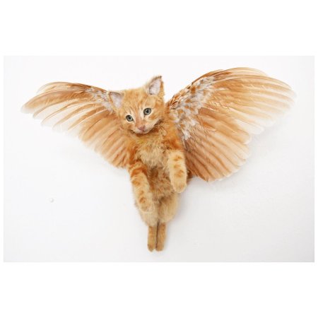Кот с крыльями
