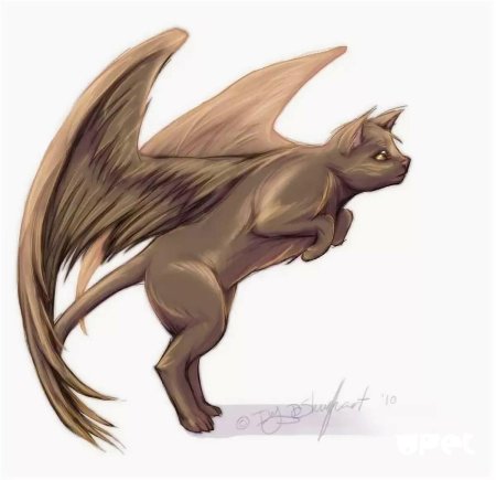 Фамильяр котодракон