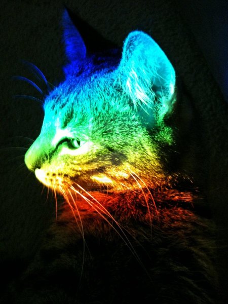 Радужная кошка