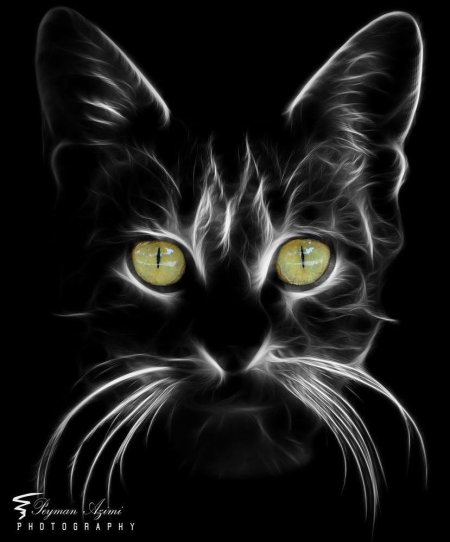 Чëрная кошка