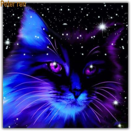 Коты воители ночная звезда