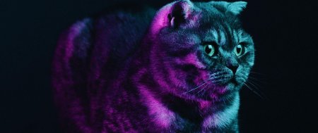 Скоттиш фолд