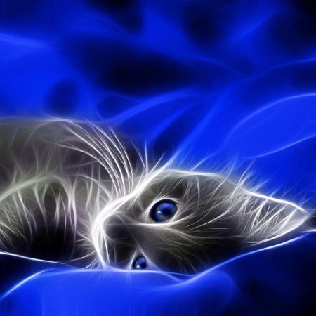 Котик на синем фоне