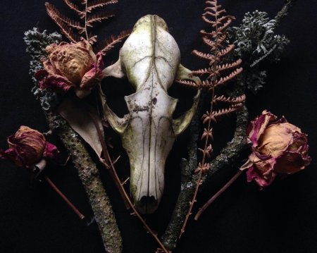 Черепа животных