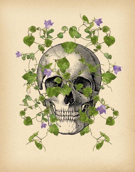 Черепа арт