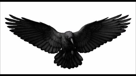 Ворон с расправленными крыльями