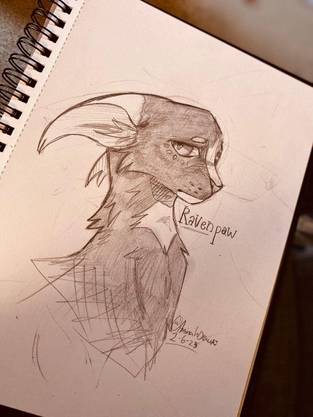 Коты воители скетчи