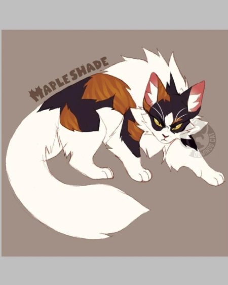 Коты воители кленовница