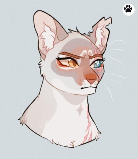 Коты воители арты звездоцап