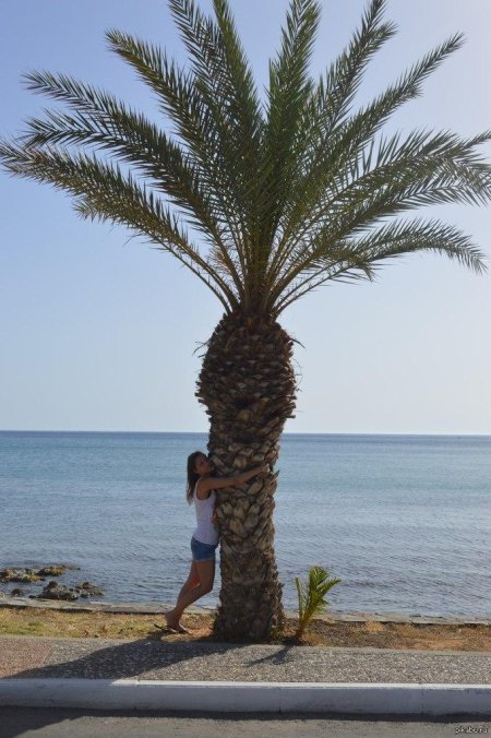 Батуми пальмы