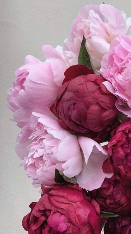 Розовые пионы