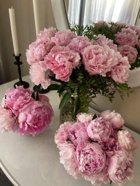 Пионы эстетика