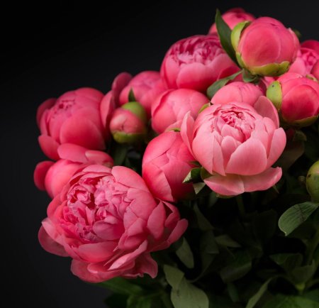 Розовидные пионы