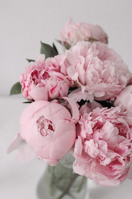 Цветок пион