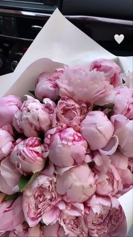 Пионы букет пинтерест