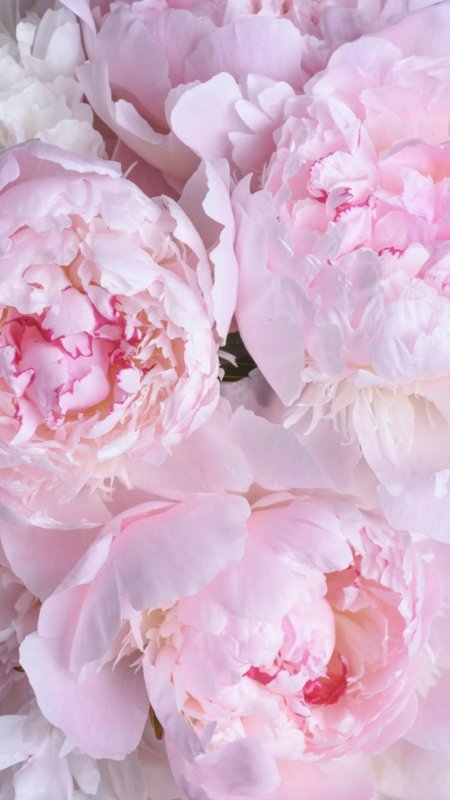 Фон с пионами