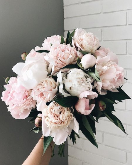 Букет пионов эстетика