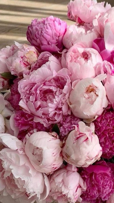 Красивые цветы пионы