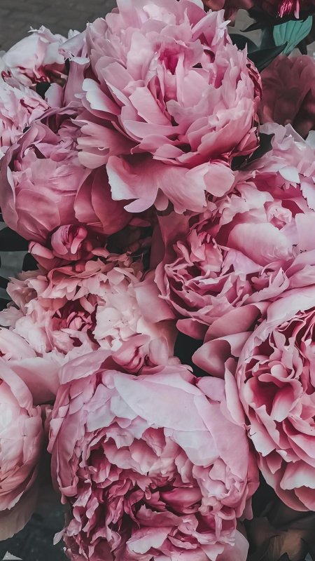 Пиони пинк (peony pink)