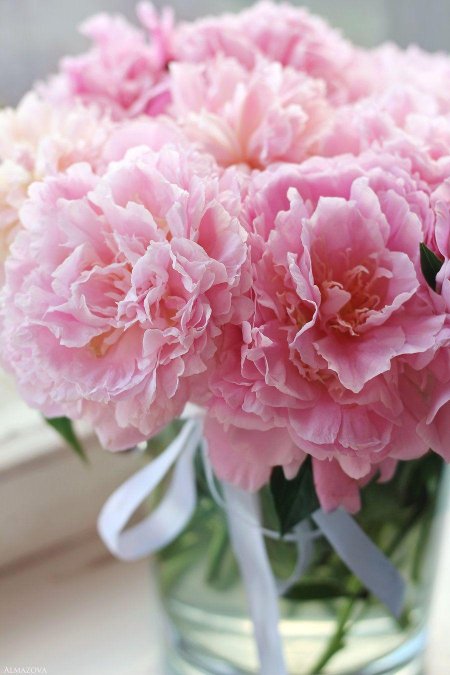 Пион нежно розовый