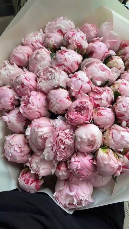 Пион пастэоеганс