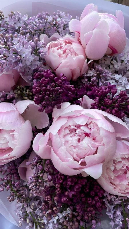 Свежие цветы