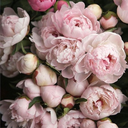 Пион полузакрытый