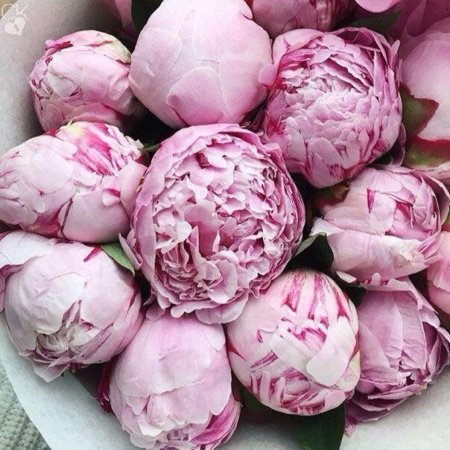 Пионы сортовые