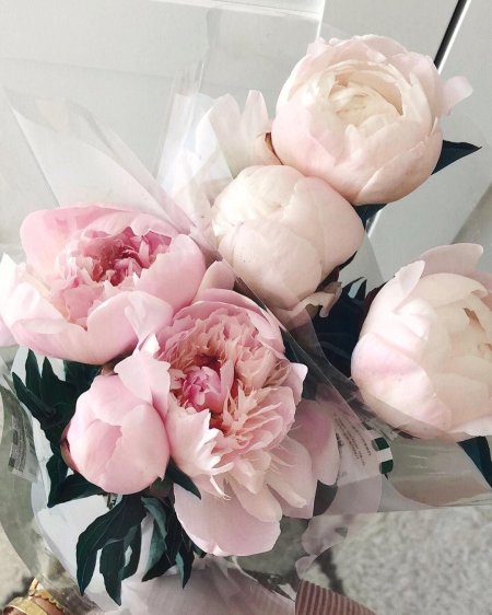 Пион корнешинал букет