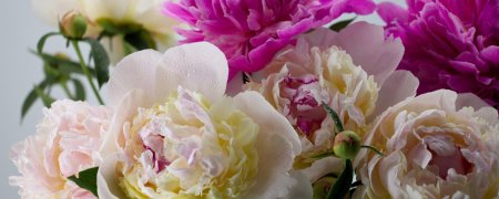 Цветок пион