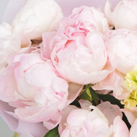 Пионы нежные