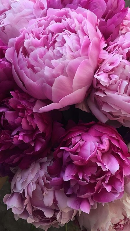 Пион розовый