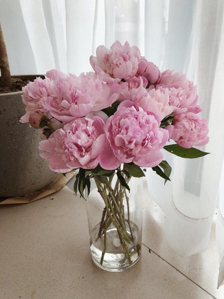 Голландские пионы