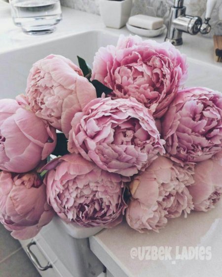 Пионы эстетика