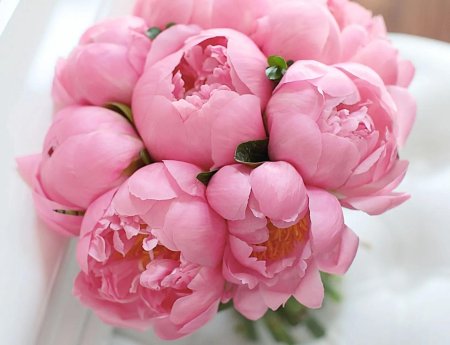 Гисслер пионы