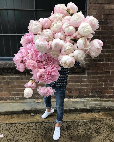 Пион одилия