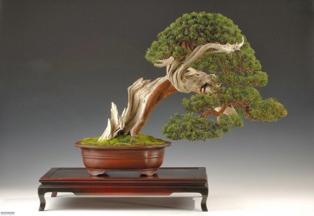 Бонсай кабудати