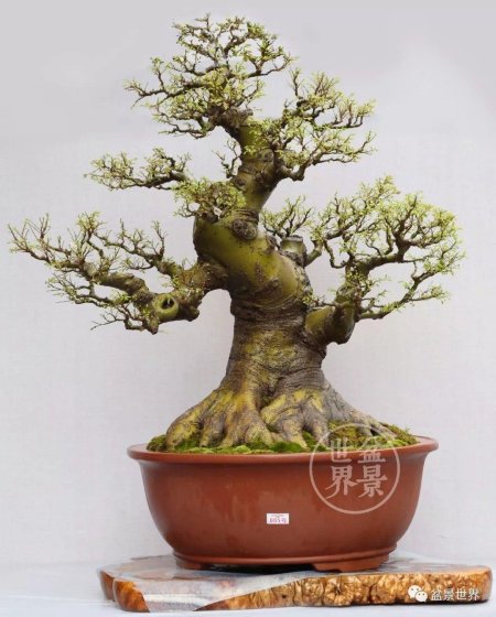 Бонсай растение