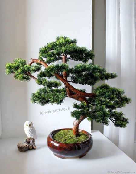 Бонсай хвойный