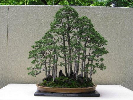 Бонсай стиль икадабуки