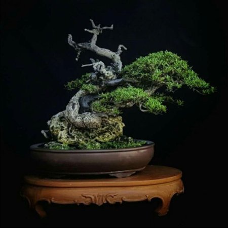 Искусство бонсай