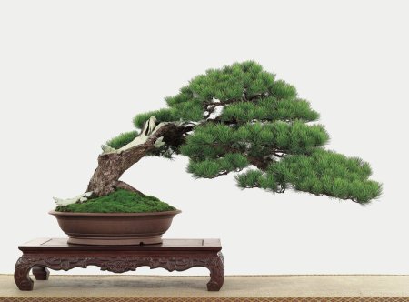 Сосна пиния бонсай