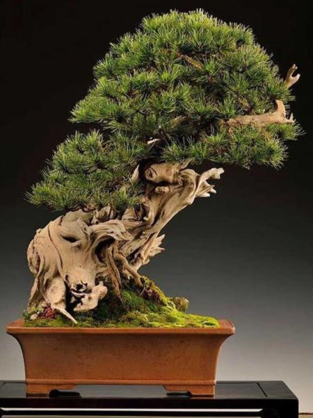 Бансай или бонсай